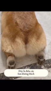 🐶 Bọt Rửa Chân Chó Mèo 70 Present Hương Hoa Nhài Vệ Sinh Sạch Kẽ Chân Không Cần Dùng Nước 🐶