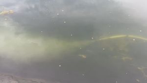 Đầu phun vi bọt khí VENTEK 501