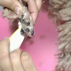 PET DIARY: Charger Pet Trimmer & Alat Cukur Bulu Kucing Elektrik