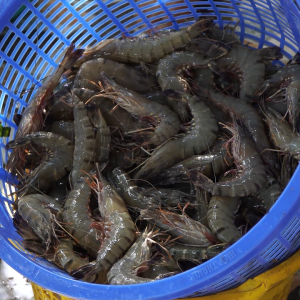 Khoáng đa lượng BBA MINERAL 10kg – Phòng cong thân đục cơ giúp tôm cứng vỏ sáng màu - Chính hãng Bình Minh Capital