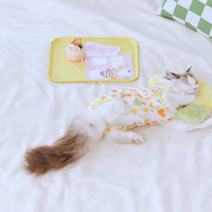 Jumsuit ngừa rụng lông / quần áo cai sữa hậu phẫu  giữ ấm bụng dành cho chó mèo - T3 PETS SHOP