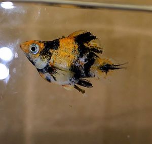 Tiger Red Head Balloon Molly Fish(Female) 红头短身气球茉莉鱼(母)❗️(Not random fish)❗️Fish same as order❗️30