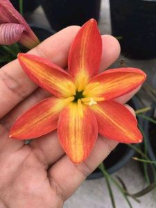 Củ huệ mưa Rustic Ray hoa cam sọc vàng ( củ mẹ to)