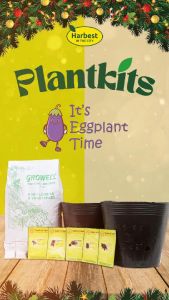 [Plantkits] Its Eggplant Time! Eggplant Planting Set OPV or F1 - Harbest In The City