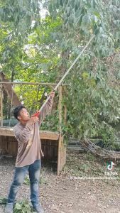 DENA การเกษตร กรรไกรตัดกิ่ง มีแบบยืดได้ และแบบยืดไม้ได้ มีหลายขนาดให้เลือก สินค้าแข็งแรงทนทาน สินค้าพร้อมส่งในไทย