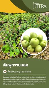 จิตตรา ต้นพันธุ์พุทรานมสด เสียบยอดสูง 60-80 ซม. ปลูกปีเดียวติดลูก พร้อมส่ง เคลมฟรี ต้นพันธุ์ผลไม้ ต้นเตี้ย ผลดก