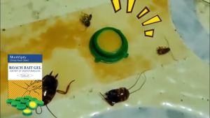 Home Use Roach Bait Gel Cockroach Killer - Odorless & Discreet | Effective Cockroach Medicine for Living Room & Bathroom