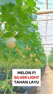Benih Melon F1 SILVER LIGHT 10 seed Known You Seed
