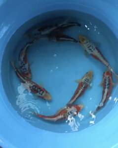 JAPAN KOI SHUSUI 24-28cm from YAMAJYU FARM  value at 588 per koi + shipping 50