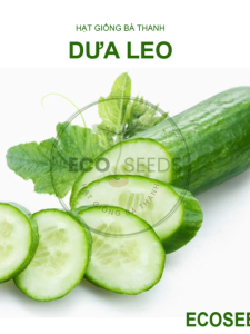 [EcoSeeds] Combo 2 Gói Hạt Giống Dưa Leo (Dưa Chuột) F1 - Siêu Chịu Nhiệt Sinh Trưởng Mạnh - Gói 1g