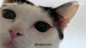 PANDO x CHAP OWN THE WORLD แพนโด้ น้ำพุสัตว์เลี้ยงแบบไร้สาย รุ่น 3.5 ลิตร