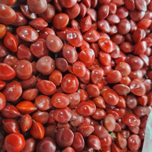 เมล็ดพันธุ์ มะกล่ำต้น   Coralwood Tree เมล็ดสำหรับเพาะปลูก แถมทุกออเดอร์