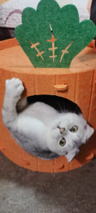 บ้านแมวแครอท น่ารัก ที่นอนแมว คอนโดแมว ที่นอนสัตว์เลี้ยง ที่ฝนเล็บแมว HY