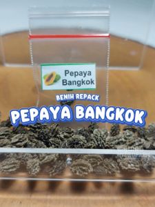 Benih Pepaya Bangkok Unggulan Berkualitas