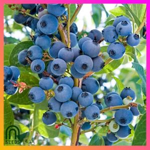 SeedsPLAZA™ - Blueberry Seeds for Planting Fruit Plants (5 Seed) + Instruction for blueberries F1 Hybrid Variety