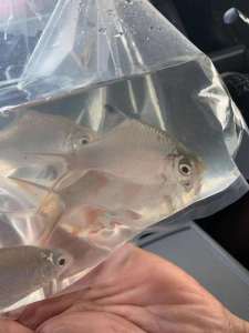 LIve Fish Aquarium Lampang Ikan Hiasan Akuarium