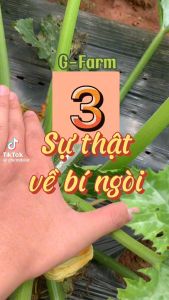 Hạt giống bí ngòi xanh hàn quóc dễ trồng F1 - h2t farm