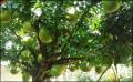 Calabash Tree Cuttings or Fruit (Miracle Fruit) for Planting or Juicing. 