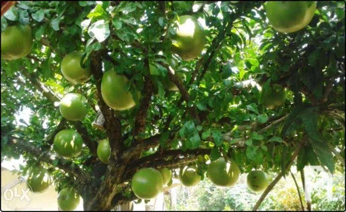 Calabash%20Tree%20Cuttings%20or%20Fruit%20(Miracle%20Fruit)%20for%20Planting%20or%20Juicing%20-%20Image%207