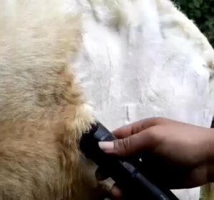 ORIGINAL BAORUN S1 MESIN ALAT CUKUR BULU HEWAN DOMBA KUCING ANJING KABEL BINATANG PELIHARAAN TAJAM