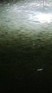 lampu mancing led celup air 12V - 24V 0.9A waterproof