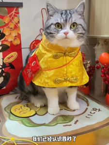 Tang Style Dynasty Dress Festival Cloak for Pupy Dog Cat Cute  Dog Costume