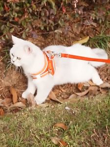 PET DIARY Tali Tuntun Kucing Rompi Harness Hewan Peliharaan Anjing Reflektif Dengan Tali Bernapas