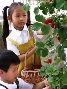 Litgrow Indoor Vertical Planting Tower for Home Use Space-Saving Efficient Water Conservation Easy OperationEnjoy Fresh Fruits and Vegetables9 Layer 36 HolesLocal Ship