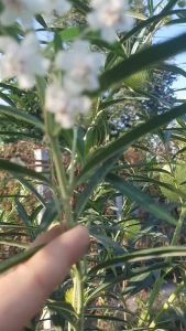 เมล็ด หงส์เหิร 50 เมล็ด ปักเป้า สวอนแพล้นซ์ บอลลูนฟลาวเวอร์ ไข่หงส์ ปิงปอง