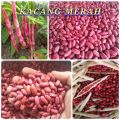 benih kacang merah|kacang loreng|kacang jogo sayur ( 100 butir ). 