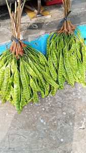 petei tua segar 1 ikat atau 10 lonjor murah ( bisa COD )