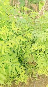 1kg cây cơm cháy tươi hữu cơ