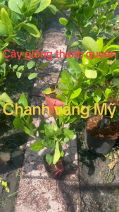 CÂY GIỐNG CHANH VÀNG MỸ CÂY VÔ CHẬU NHỎ CAO 50CM-100CM TUỲ THEO LÔ CHUẨN GIỐNG 100%