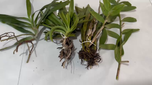 Combo 13 mặt hàng lan khai thác từ rùng hoa thơm lâu tàn