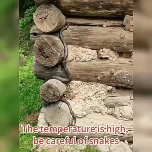 1000m without snakes】 Snake Repellent Pills 40g*10 pellets 10 net bags for free sulphur for snake Portable Outdoor Night Fishing Sulfur Garden Snake Repellent Supplies Snake Centipede Lice Ant Spider Repellant belerang halau ular sulphur powder 驱蛇药 硫磺粉