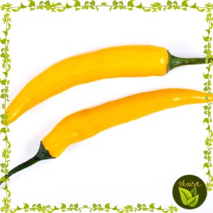 binhi pantanim 10 seeds yellow hot chili vegetable outdoor garden plant