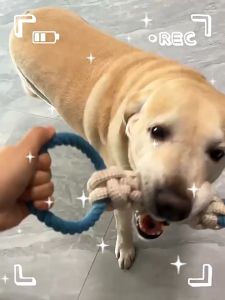 đồ chơi dây thừng 2 đầu nắm dành cho chó  nhất là giống chó lớn - T3 PETS SHOP