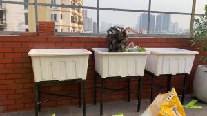 Chậu Chuyên Trồng Rau Độ Bền 5-7 Năm Sân Thượng Đã Đục Lỗ Thoát Nước 10mm Dày Dặn