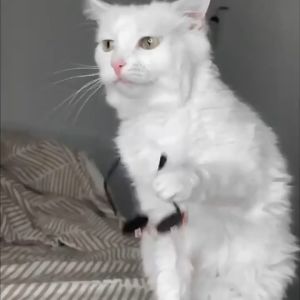 แว่นแมว แว่นแฟชั่นแมว แว่นตากันแดดแมว สไตส์วินเทจเท่ แว่นตาสัตว์เลี้ยง Pet glasses