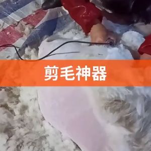 Mata Pisau Clipper Merk Tife Pisau Cukur Hewan Grooming Blade Replacementclipper Refill