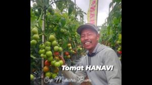 Benih Tomat Tahan Virus HANAVI F1 Cap Mutiara Bumi Dataran Rendah Isi 120 Butir