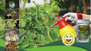 เอ็มดี ชีวะ แล็ป ตรา เอ็มดียิ้ม 2024