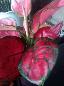 Aglaonema Sukom Jaipong Red Live Plant with pot