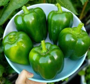 เมล็ดพันธุ์ พริกหวานสีเขียว Golden California Pepper seed เมล็ดพันธุ์แท้ นำเข้าจากต่างประเทศ ปลูกง่าย โตไว
