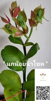 รูปจากผู้ขายบน Lazada: ต้นนกน้อยนำโชค นกน้อยนำโชค ต้นนกน้อยเรียกทรัพย์ ต้นนกน้อย นางกวักสาลิกาลิ้นทอง ไม้มงคลเสริมโชคลาภ ไม้ประดับ บร ตั้งราคา ฿129 ขายแล้ว 92 ชิ้น