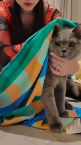 Dock(Dog)&Bay ผ้าเช็ดตัวสัตว์เลี้ยง สี Walkies in the Park (Size L)