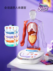 Detachable Organ Model Toy Educational Teaching Tool for Childrens Anatomy Learning Body Parts Voice Encyclopedia Toy