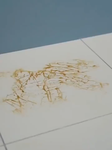 2 IN 1 Floor Cleaning Brush With Scrape Dual-use Floor Brush Kitchen Toilet Tile Cleaning Brush