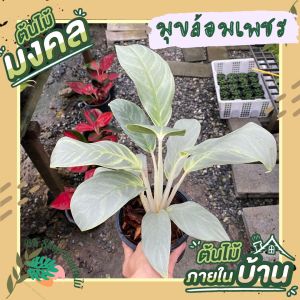 อโกลนีมา มุกล้อมเพชร กระถาง6นิ้ว ต้นไม้มงคล ไม้ด่าง ต้นไม้ฟอกอากาศ ต้นไม้ปลูกในบ้าน พร้อมกระถาง ต้นไม้มงคล ต้นไม้ฟอกอากาศ ต้นไม้ปลูกในบ้าน ต้นไม้มงคลปลูกในบ้าน ต้นไม้ด่าง