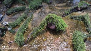 java mos media kayu rentek aquarium sudah tenggelam